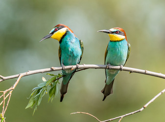 Similar image 22224552