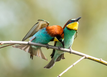 Similar image 22224554