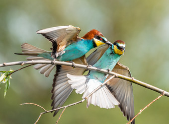 Similar image 22224555