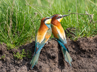 Similar image 22224560