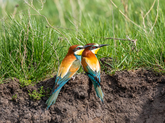 Similar image 22224562