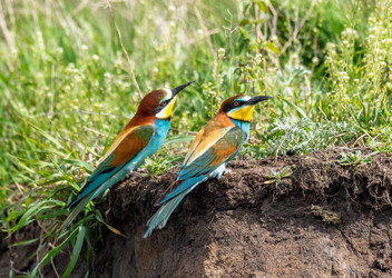 Similar image 22224033