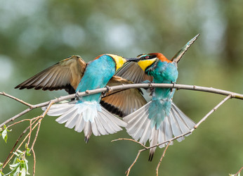 Similar image 22224037