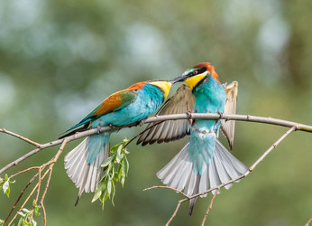 Similar image 22224039