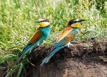 Similar image 22224044