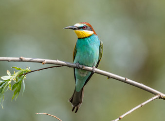 Similar image 22224723