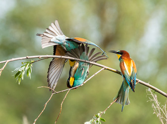 Similar image 22224736