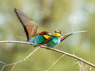 Similar image 22224748