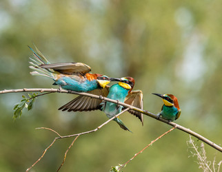 Similar image 22224753