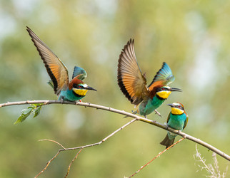 Similar image 22224756