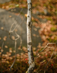 Similar image 22226140