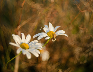 Similar image 22225057