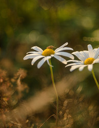 Similar image 22225058