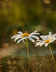 Similar image 22225059