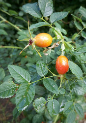 Similar image 22226237