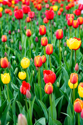 Similar image 22228528