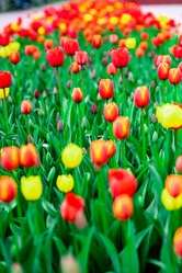 Similar image 22228530