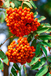 Similar image 22228539