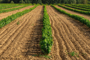 Similar image 22231248