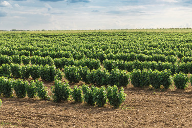 Similar image 22231250