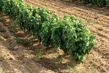 Similar image 22231254