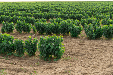 Similar image 22231256