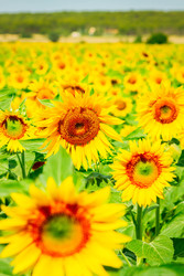 Similar image 22232912