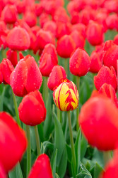 Similar image 22232918