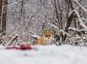 Similar image 22230953