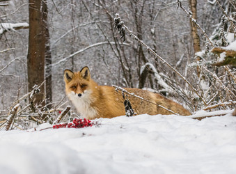 Similar image 22230849