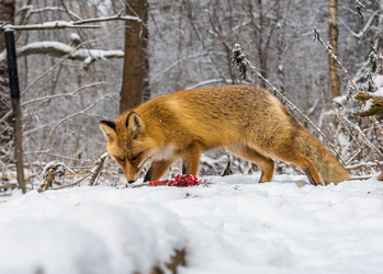 Similar image 22230850