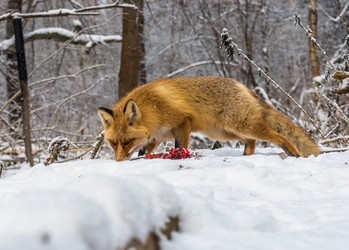 Similar image 22230851