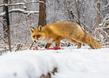 Similar image 22230852