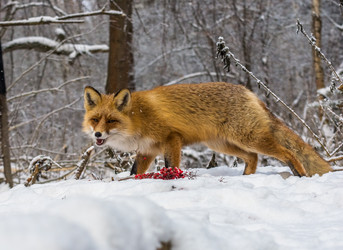 Similar image 22230853