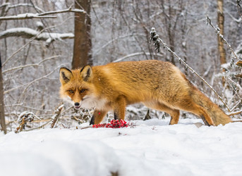 Similar image 22230854