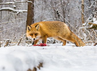 Similar image 22230856