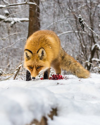 Similar image 22230857