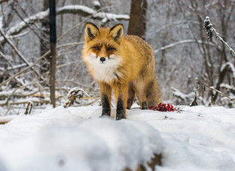 Similar image 22230858