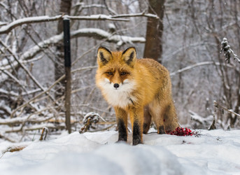 Similar image 22230859