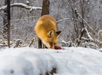 Similar image 22230954