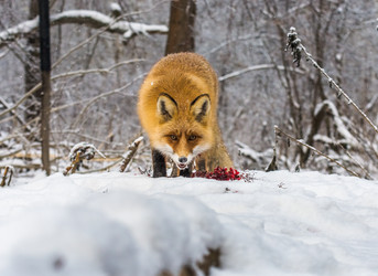 Similar image 22230955