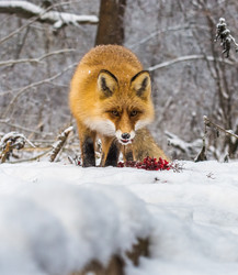 Similar image 22230956