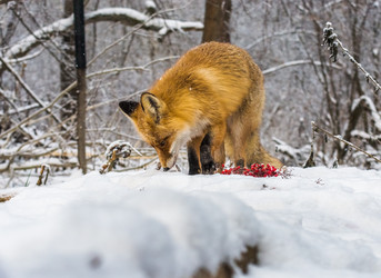 Similar image 22230957