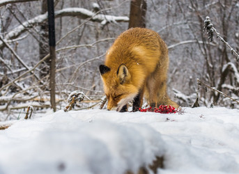 Similar image 22230958