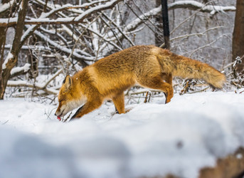 Similar image 22230959