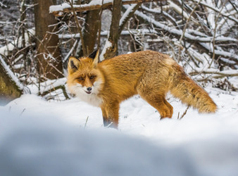 Similar image 22230960