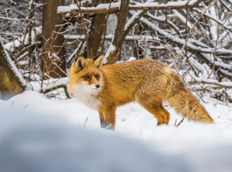 Similar image 22230961