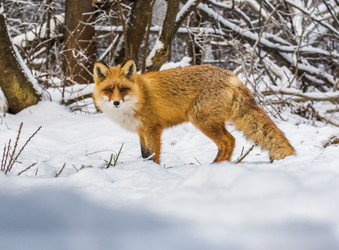 Similar image 22230962