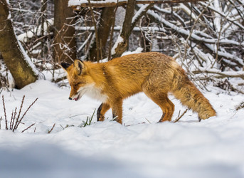 Similar image 22230963