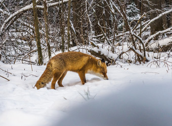 Similar image 22230973